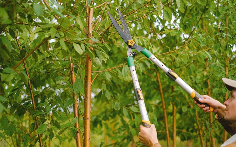 Tree trimming in Columbia, IA