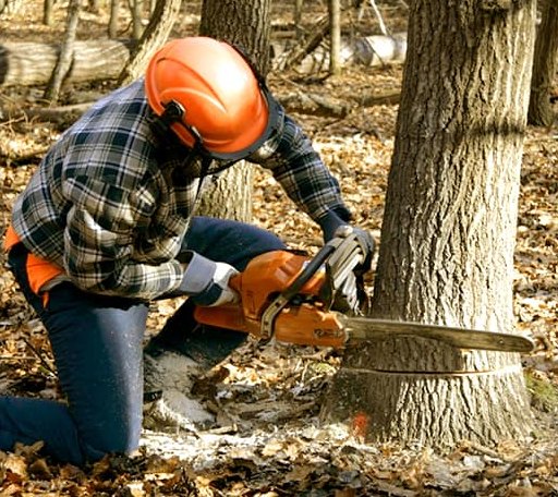 Tree Removal in Columbia, IA
